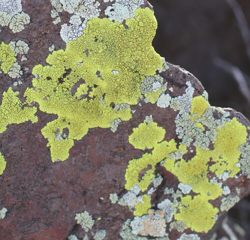 Splash-paint Cobblestone Lichen
