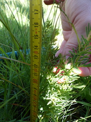 Indigofera hedyantha