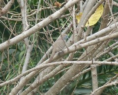Geopelia striata