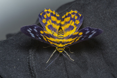 Dysphania subrepleta