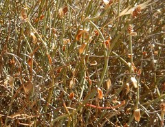 Lepidobolus drapetocoleus