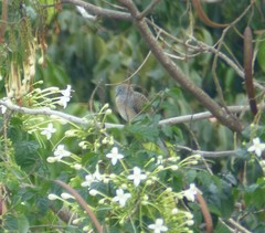Geopelia striata