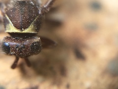 Polistes badius