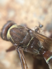 Polistes badius