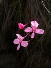 Disa marlothii