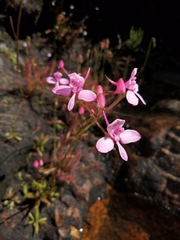 Disa marlothii