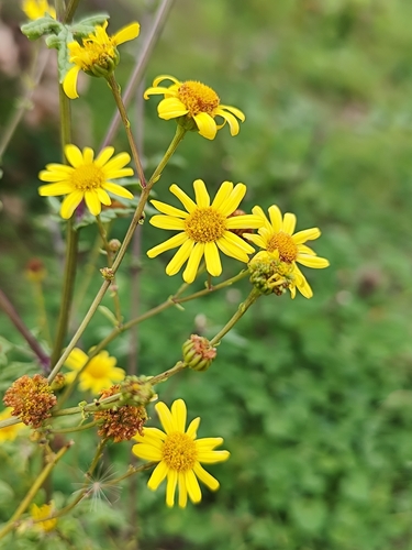 Water ragwort (Jacobaea erratica)