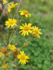 Jacobaea erratica, photograph (c) Francesco Santoro, some rights reserved (CC BY)