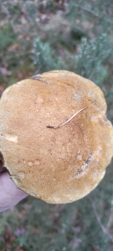 Suillus variegatus · November 2025 · photo: © ksaro1 (iNaturalist, cc-by)
