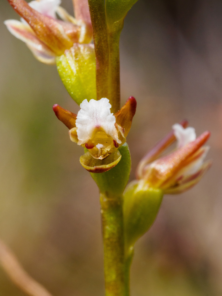 Prasophyllum pulchellum