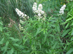 Spiraea alba alba