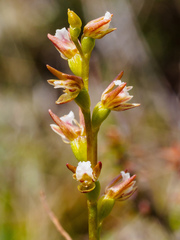 Prasophyllum pulchellum