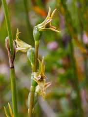 Prasophyllum rostratum