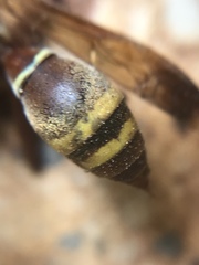 Polistes badius