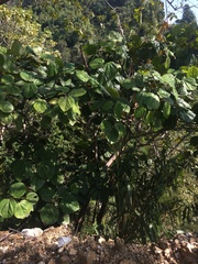 Angiospermae