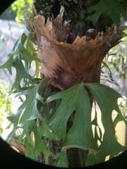Platycerium wallichii