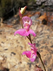Disa venosa