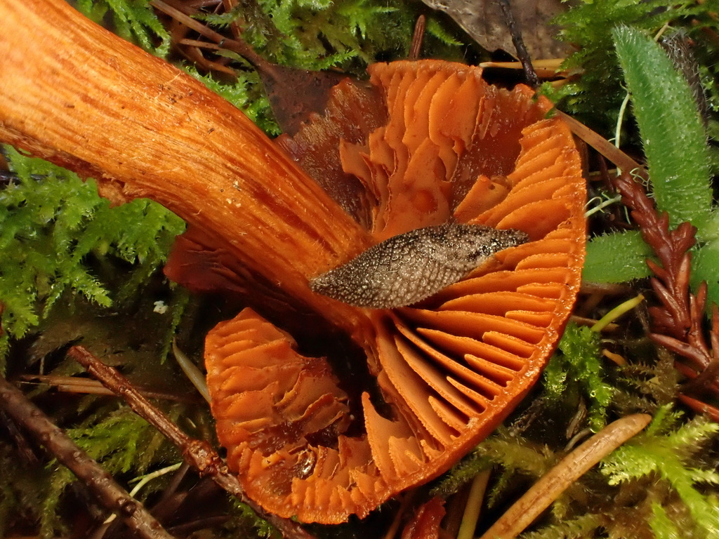 Cortinarius californicus · November 2025 · photo: © reago (iNaturalist, cc-by)