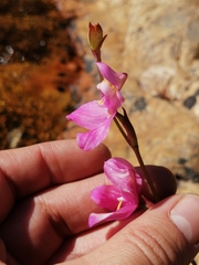 Disa venosa
