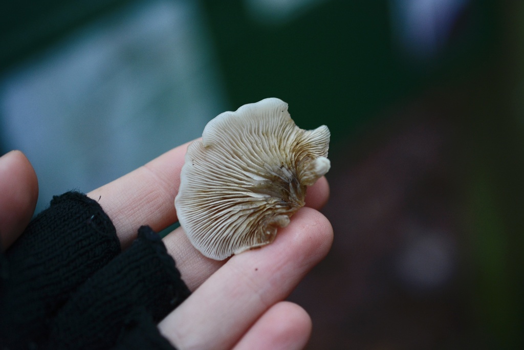 Crepidotus mollis · November 2025 · photo: © cryptomarasmius (iNaturalist, cc-by)
