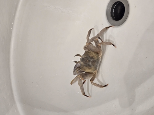 Red Sea ghost crab