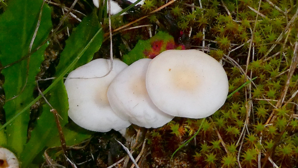 Cuphophyllus virgineus · November 2025 · photo: © patricklm35 (iNaturalist, cc0)