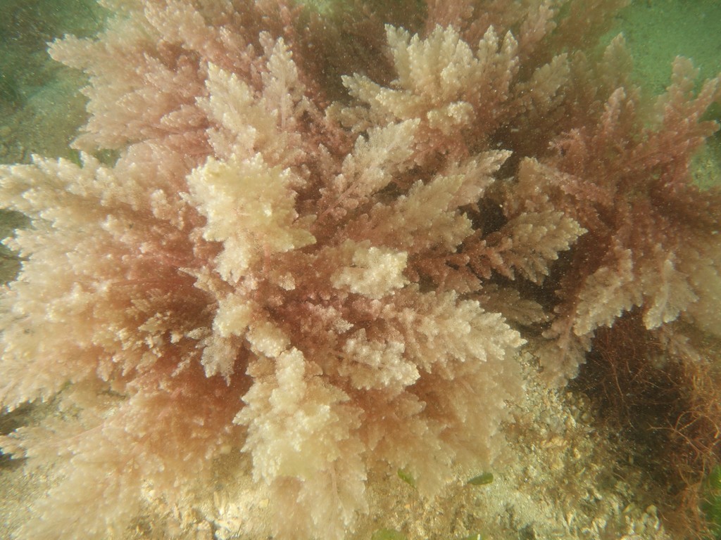 Photo of Invasive Red Seaweed (Asparagopsis taxiformis)