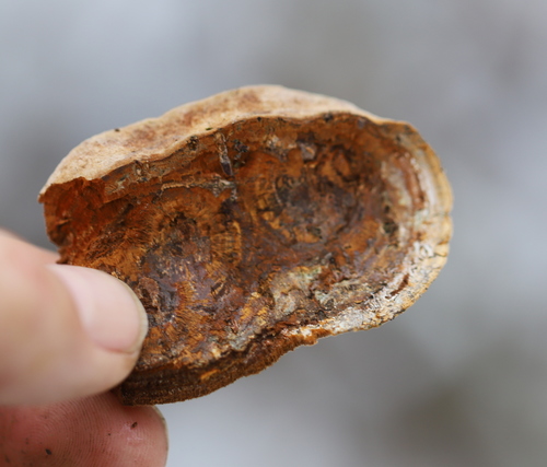 Slyvinė Kempinė nuotrauka