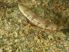 Synodus dermatogenys