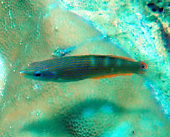 Indian Ocean Pinstriped Wrasse photo 2