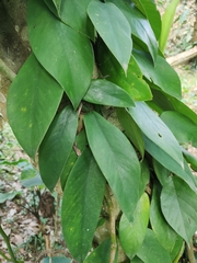 Rhaphidophora
