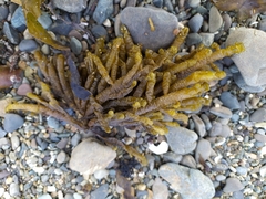 Splachnidium rugosum