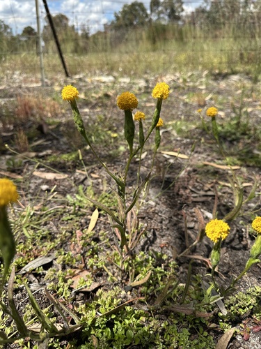 Golden long-heads (Podotheca gnaphalioides)
