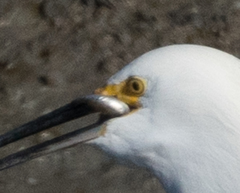 Acanthogobius flavimanus