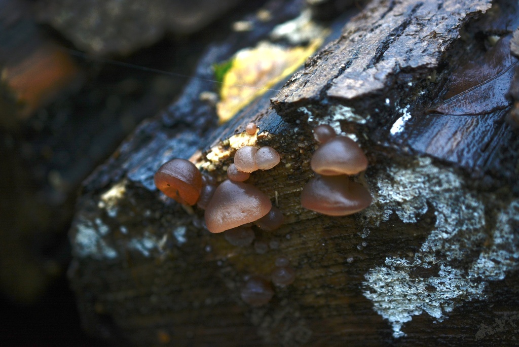 Auricularia auricula-judae · November 2025 · photo: © cryptomarasmius (iNaturalist, cc-by)