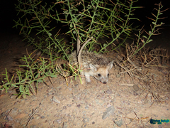 Hemiechinus auritus