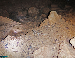 Tenuidactylus caspius