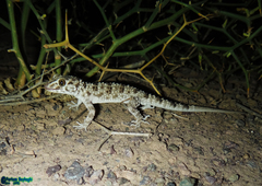 Tenuidactylus caspius