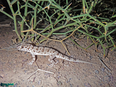 Tenuidactylus caspius