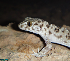 Tenuidactylus caspius