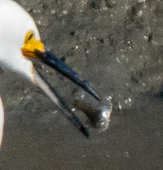 Acanthogobius flavimanus