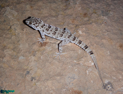 Tenuidactylus caspius