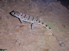 Tenuidactylus caspius