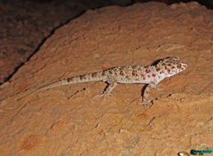 Tenuidactylus caspius