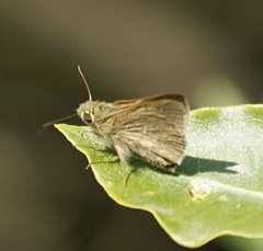Trapezitinae