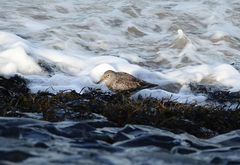 Calidris maritima