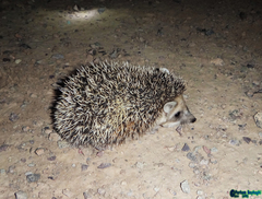 Hemiechinus auritus