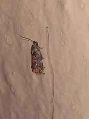 Lepidoptera