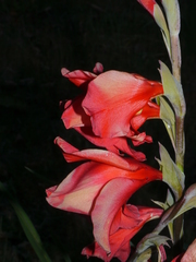 Gladiolus × hortulanus