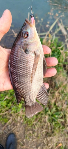 Oreochromis niloticus